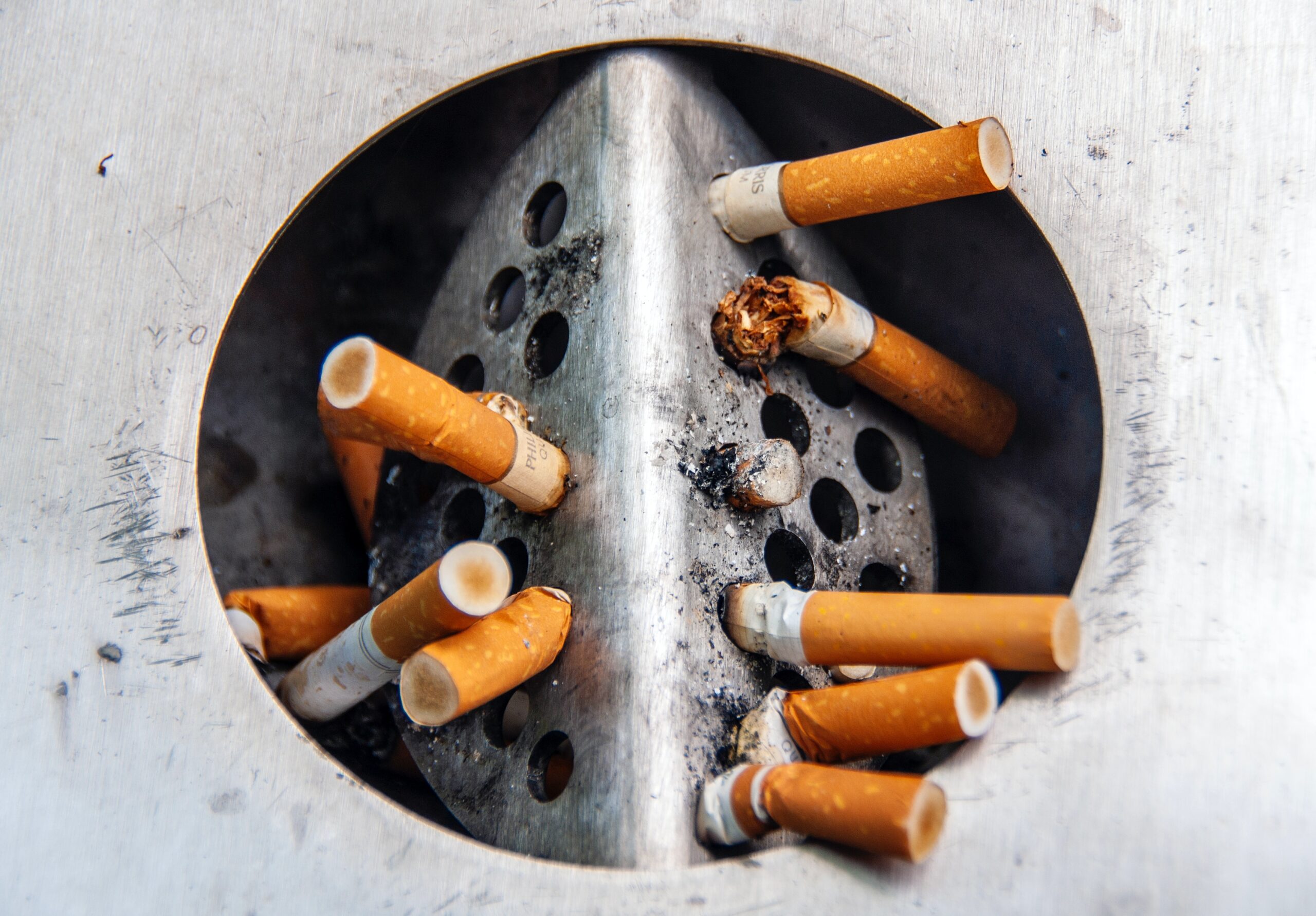 Mieux comprendre le plant de tabac pour mieux comprendre le cigare